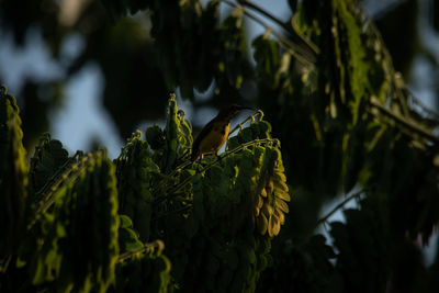 Close-up of butterfly on plant