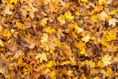 Autumn leaves montage collage for natural background texture layer,colours macro overhead view