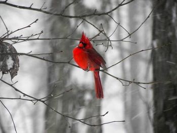 Close-up of bird perching on branch