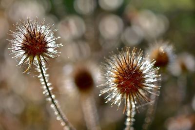 Close-up of thistle