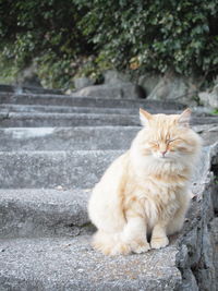 Portrait of cat sitting outdoors