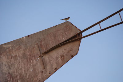 Low angle view of bird flying against clear sky