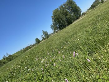 Scenic view of grassy field against clear sky