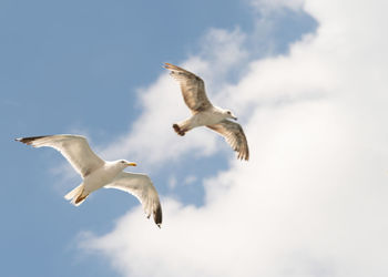 Low angle view of seagulls flying against sky