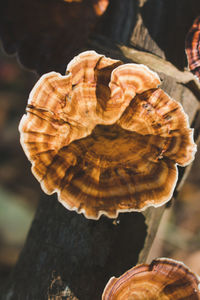 Close-up of mushrooms on dry leaf