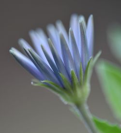 Close-up of flower growing outdoors