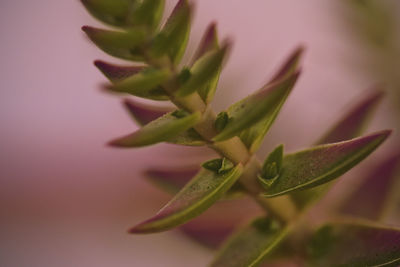 Close-up of succulent plant