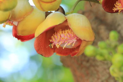 Close-up of red flowering plant