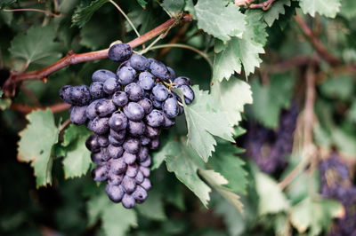 Close-up of berries growing on tree