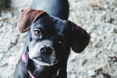 Close-up portrait of black dog standing outdoors