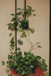 plant