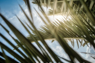 Close-up of palm tree against sky