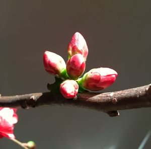 Close-up of pink flower buds on branch