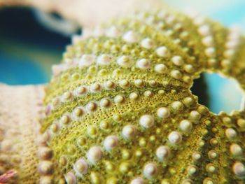 Close-up of plant against blurred background