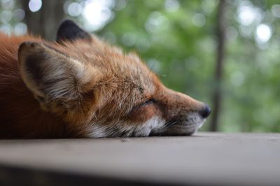 Close-up of a dog sleeping