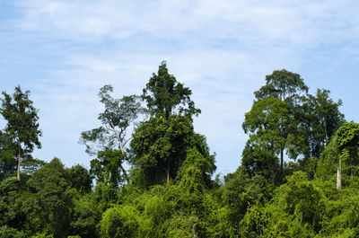 Low angle view of trees against sky