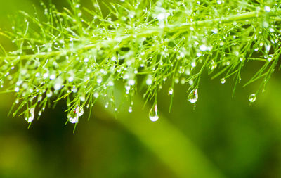 Close-up of wet plants