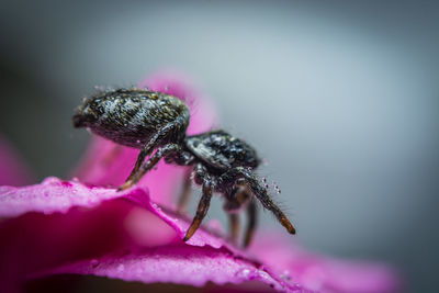 Close-up of insect on pink flower