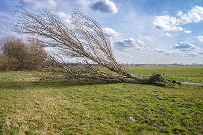 Tree is laying on the ground after the strong wind 