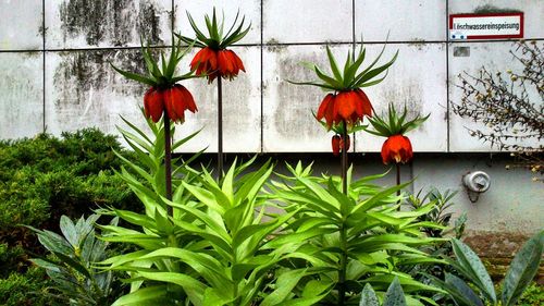 Close-up of red flowers