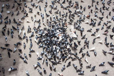 Close-up of flock of pigeons