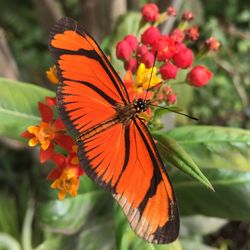 Close-up of orange butterfly on flower buds