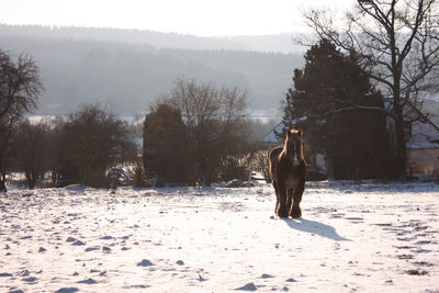 Horse on snow field against sky