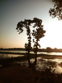 Silhouette tree by lake against sky during sunset