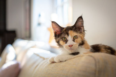 Portrait of a cat on bed