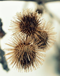 Close-up of thistle