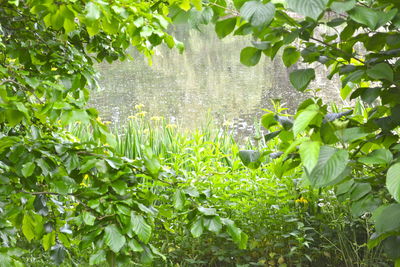 Close-up of plants against blurred background