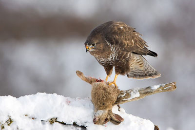 Close-up of bird perching on snow