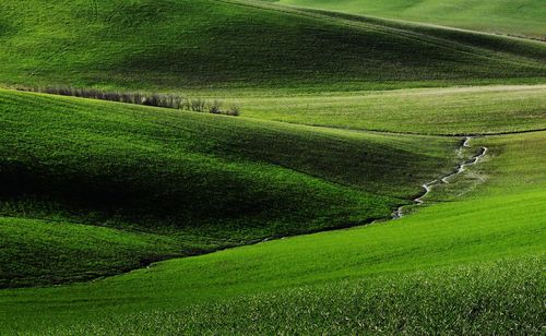 High angle view of grassy field