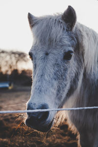 Close-up of a horse