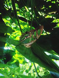 Close-up of lizard on plant