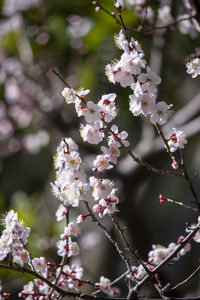 Close-up of cherry blossom