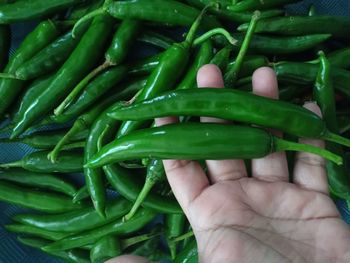 Close-up of hand holding green chili peppers