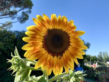 Close-up of sunflower