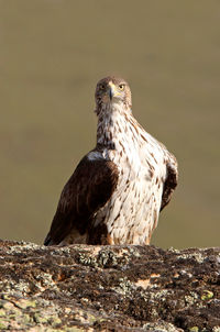 Close-up of owl perching on rock