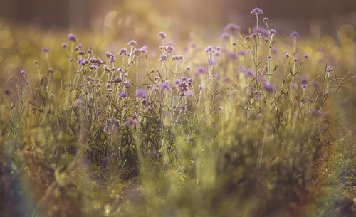 Close-up of purple flowering plants on field