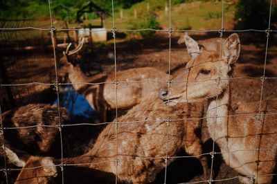 Close-up of deer in zoo