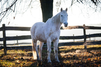 Horse standing in field