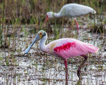 Two different birds provide a splash of color as they forage in the marshy swamp waters in peace