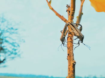 Close-up of lizard on tree against sky