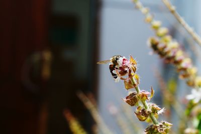 Close-up of bee on flower