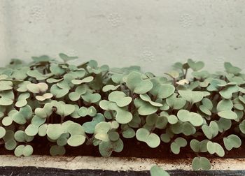 Close-up of plants against wall