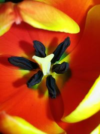 Close-up of yellow flower