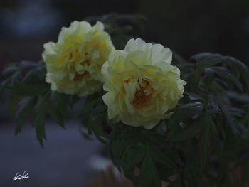 Close-up of flowers