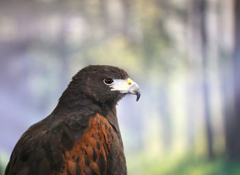 Close-up of eagle against blurred background