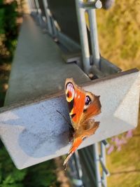 Close-up of butterfly on leaf